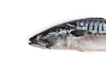 Atlantic mackerel (Scomber scombrus) fish isolated on white background, top view