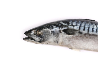 Atlantic mackerel (Scomber scombrus) fish isolated on white background, top view