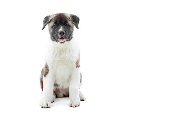 American s akita little puppy. It has white with brown spots , fluffy fur. It 1 a next year s of Earth Dog symbol. Photo was made on the white studio background.