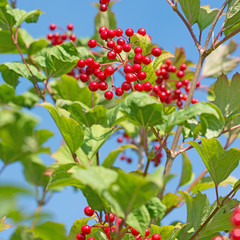 Obraz premium Gewöhnlicher Schneeball, Viburnum opulus