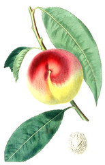 Illustration Of A Fruit.