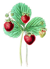 Illustration of strawberries.