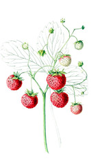 Illustration of strawberries.