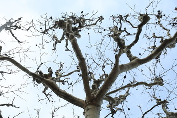branches