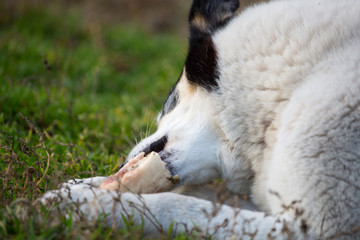 large white black dog color gnaws bone lying on grass. dog eats bone on tgrass on street