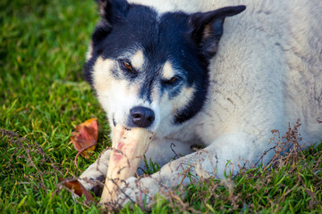 large white black dog color gnaws bone lying on grass. dog eats bone on tgrass on street