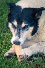 large white black dog color gnaws bone lying on grass. dog eats bone on tgrass on street