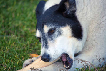 large white black dog color gnaws bone lying on grass. dog eats bone on tgrass on street