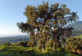 Costa verde coast in upper corsica