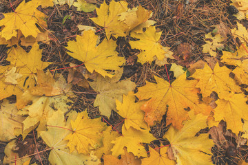 Beautiful autumn background with golden maple leaves in the city park