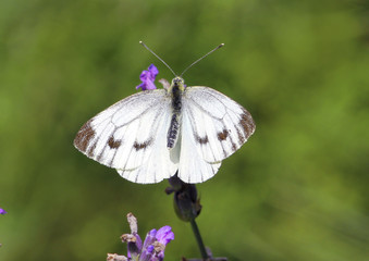Rapsweißling auf Blüte, Pieris napi