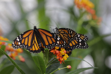 Monarchfalter auf Blüte, Danaus plexippus