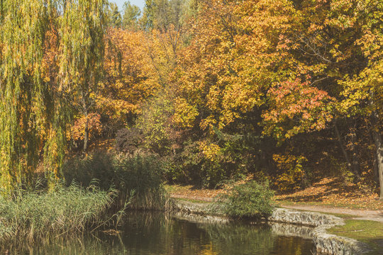 Autumn city park. Park in the fall. Ducks swim in the pond. Bright autumn trees in the park. Sunny day. Toned photo