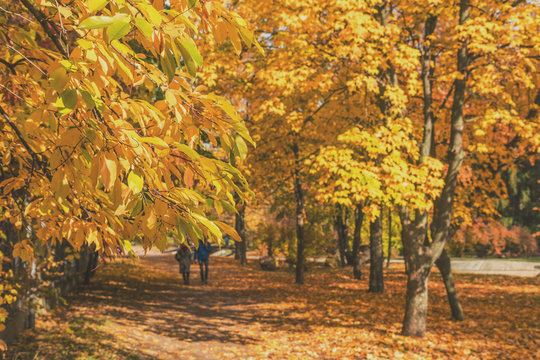 Couple walking along autumn alley in the city park