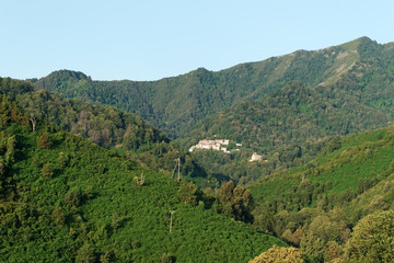 Fototapeta na wymiar village de Costa verde et forêt de Châtaigniers en haute Corse