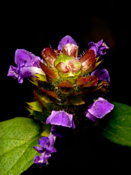 Blume - flower
