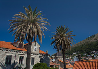 Fototapeta na wymiar Dubrovnik Palms