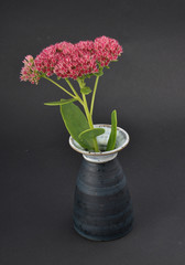 Fetthenne in Vase auf schwarz