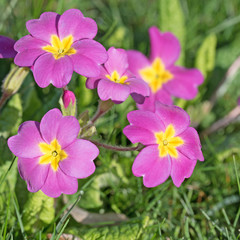 Primeln, Primula, Frühling