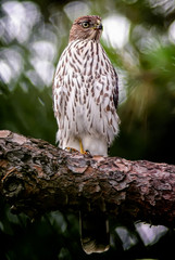 Red tailed hawk perching on tree branch in Southern California