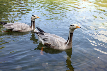 Two geese floating in the lake