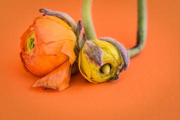 Flowers on orange background