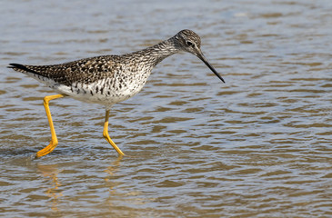 Lesser yellowlegs (Tringa flavipes) wading in the tidal marsh, Galveston, Texas