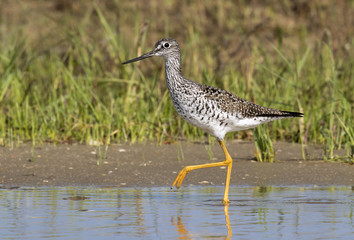 Lesser yellowlegs (Tringa flavipes) wading in the tidal marsh, Galveston, Texas