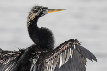 Anhinga (Anhinga anhinga) drying feathers after diving, Brazos Bend State Park, Needville, Texas, USA