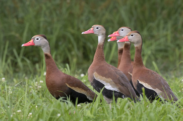 A flock of black-bellied whistling ducks (Dendrocygna autumnalis), Brazos Bend State Park, Needville, Texas, USA