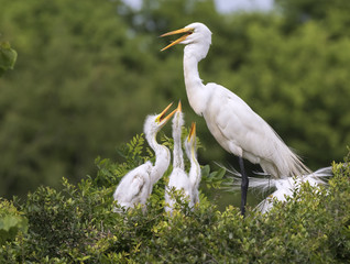 A family of great egrets (Ardea alba) at a rookery, High Island, Texas, USA