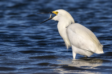 Snowy egret (Egretta thula) fishing in tidal marsh, Galveston, Texas, USA.