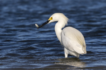 Snowy egret (Egretta thula) fishing in tidal marsh, Galveston, Texas, USA.