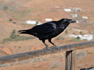 Corbeau Noir vu à FuerteVentura (île des Canaries)