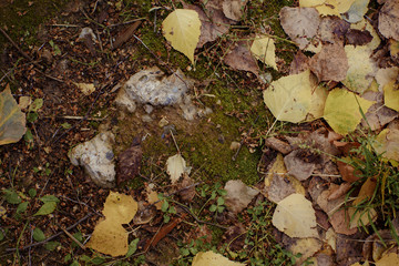 опавшие осенние листья