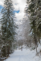 view on scenic winter snowy pine tree forest way in julian alps, slovenia