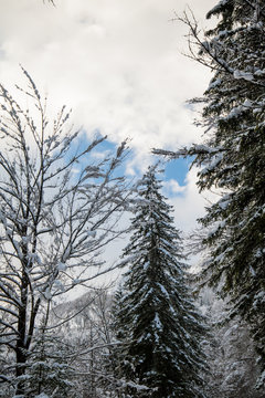 lower view on high pine trees covered with snow in winter scenery in mountains, slovenia