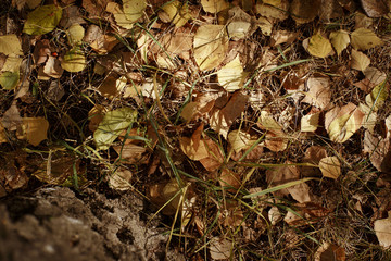 опавшие осенние листья