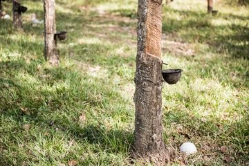 Tapping latex rubber tree, Rubber Latex extracted from rubber tree.