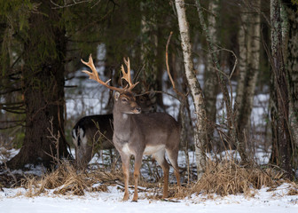 Fallow Deer Buck. Majestic Powerful Adult Fallow Deer, Dama Dama, In Winter Forest, Belarus. Wildlife Scene From Nature, Europe.A Male Of Fallow Deer ( Daniel ) With Grate Antlers Standing On The Snow