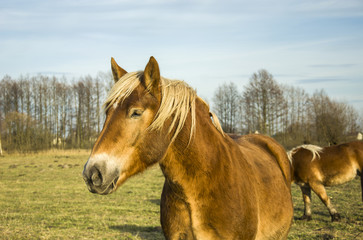 Brown horse on the meadow