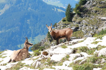 Gämse in den Allgäuer Alpen