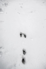 Track, traces from hare in snow.