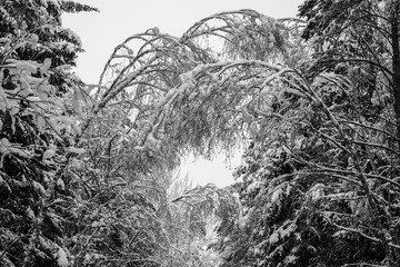 Thick, heavy snow on branches in the woods.