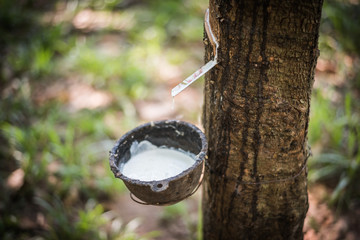 Tapping latex rubber tree, Rubber Latex extracted from rubber tree.