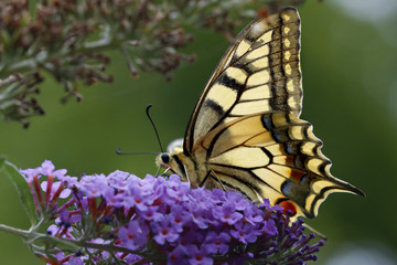 Schwalbenschwanz Schmetterling auf Blüte, Papilio machaon