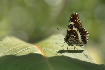 Sommerlandkärtchen Schmetterling, Araschnia levana