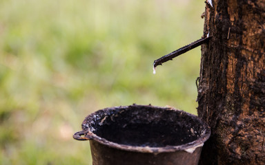 Fototapeta premium Tapping latex rubber tree, Rubber Latex extracted from rubber tree.