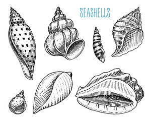 seashells or mollusca different forms. sea creature. engraved hand drawn in old sketch, vintage style. nautical or marine, monster or food. animals in the ocean.