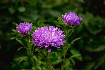 Beautiful violet flower in the garden
